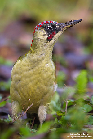 Picus viridis / Picchio verde / European green woodpecker / Pic vert