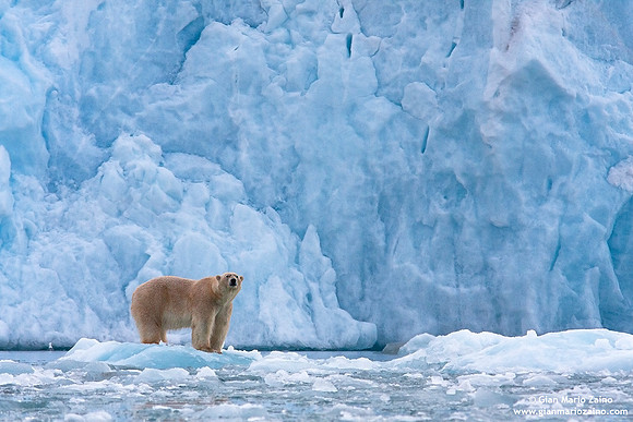 Ursus maritimus / Orso polare / Polar bear / Ours polaire