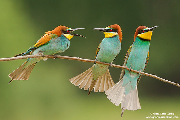 Merops apiaster / Gruccione / European Bee-eater / Guêpier d'Europe