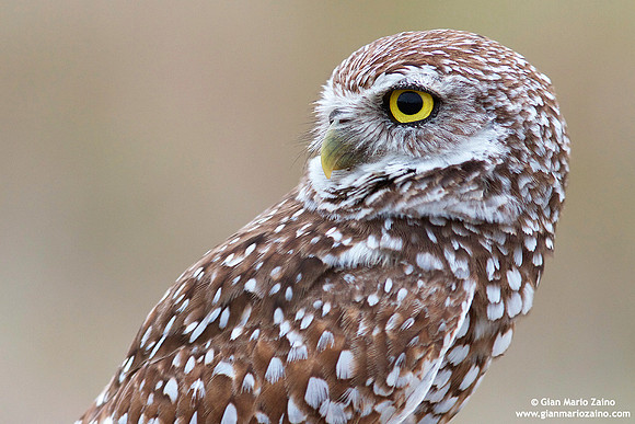 Athene cunicularia / Civetta delle tane / Burrowing owl / Chevêche des terriers