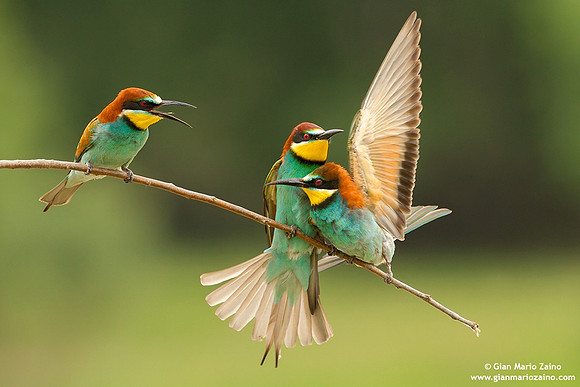 Merops apiaster / Gruccione / European Bee-eater / Guêpier d'Europe