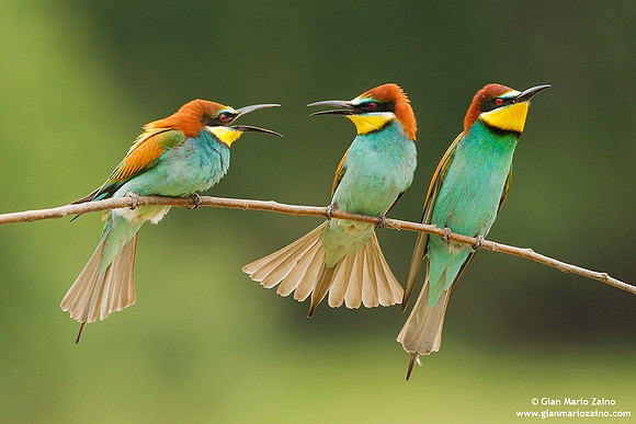 Merops apiaster / Gruccione / European Bee-eater / Guêpier d'Europe