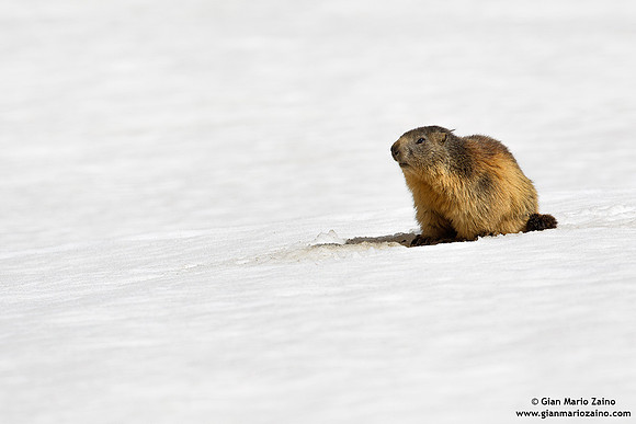 Marmota marmota / Marmotta / Alpine marmot / Marmotte des Alpes