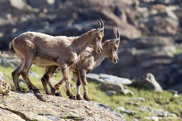 Capra ibex / Stambecco / Alpine ibex / Bouquetin des Alpes