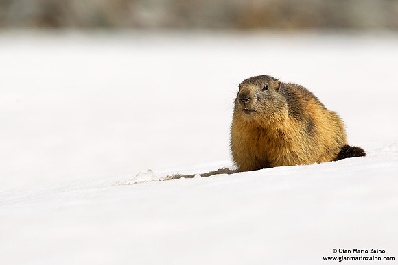 Marmota marmota / Marmotta / Alpine marmot / Marmotte des Alpes
