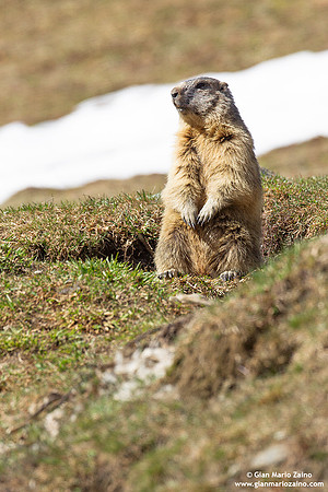 Marmota marmota / Marmotta / Alpine marmot / Marmotte des Alpes
