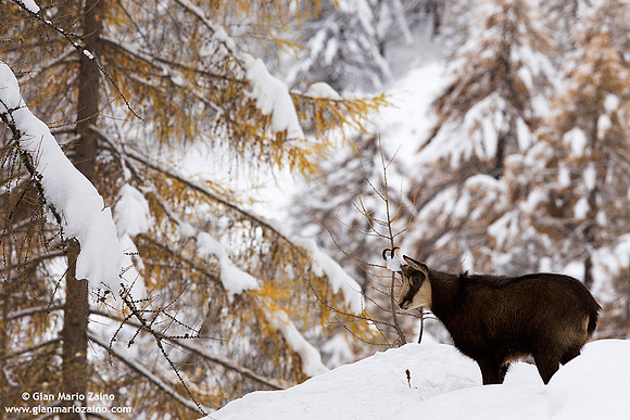 Rupicapra rupicapra / Camoscio / Chamois / Chamois